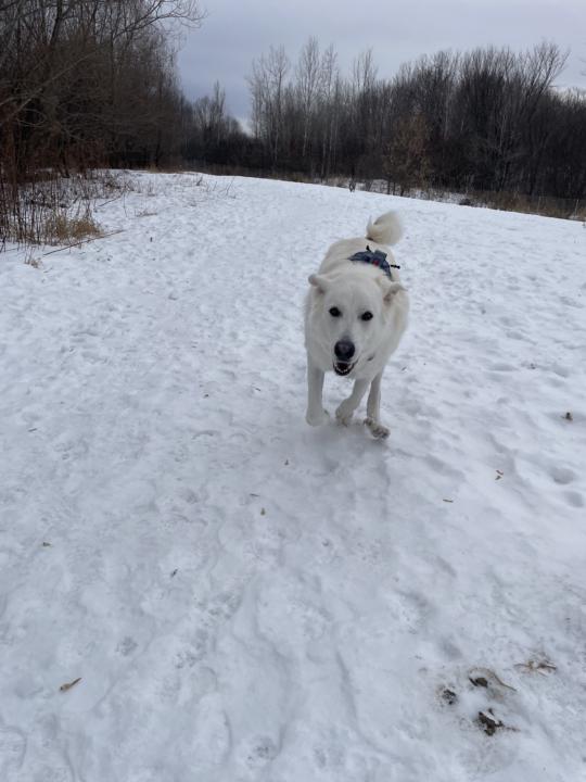 🦔 Do You Have A Pet?