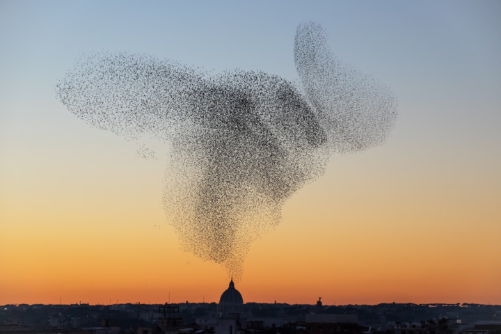 Sunday Story: The Murmuration and the Clock Inside You