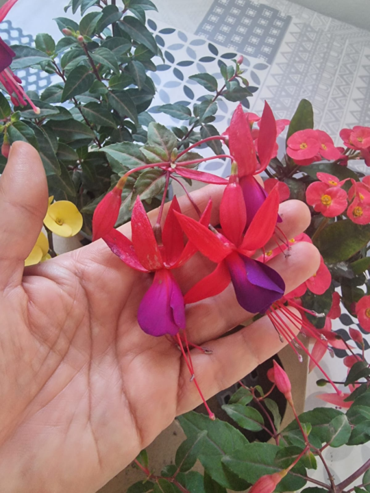💮🥀🌻💮🥀🌻Happy Mother´s Day! 💮🥀🌻💮🥀🌻