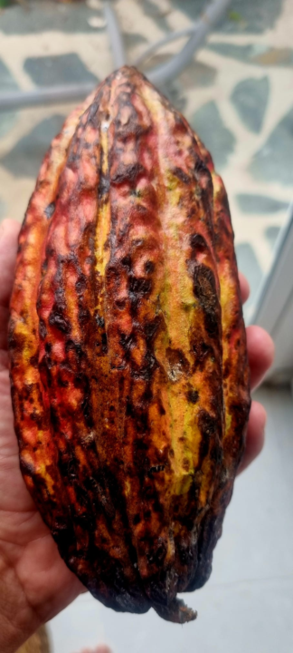 Cocoa fruit