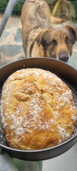 The Bread, The Dog, and the Superpower