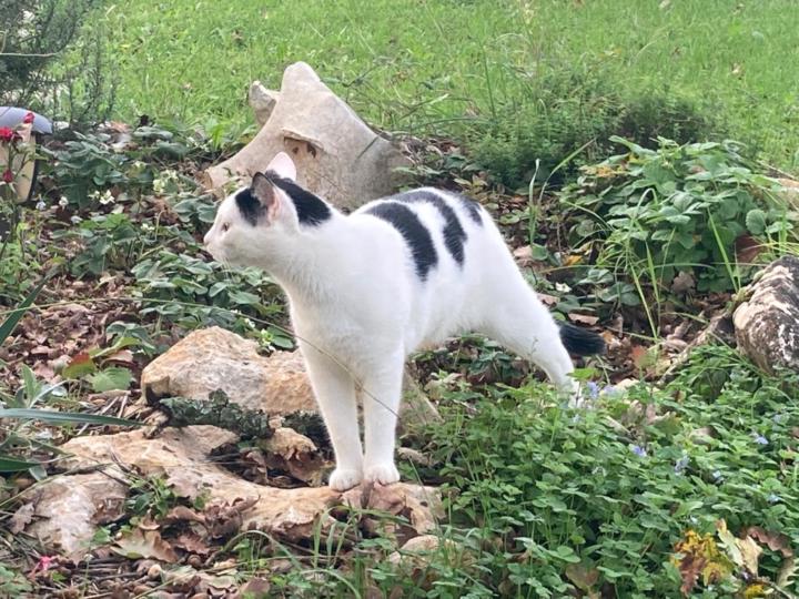 Pallavi K. Schniering