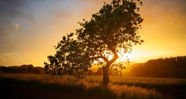 Giermeinschaft Bildbearbeitung