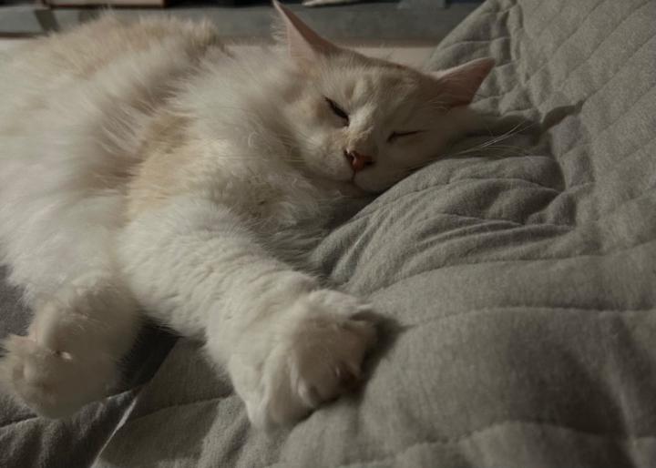 Charlotte Hutchinson