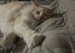 Charlotte Hutchinson