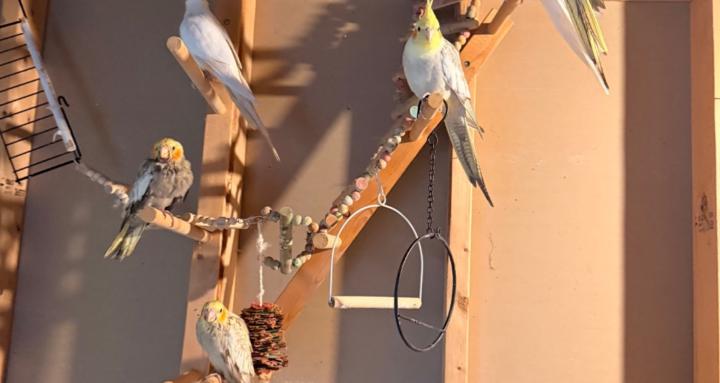Sunny day parrots tips