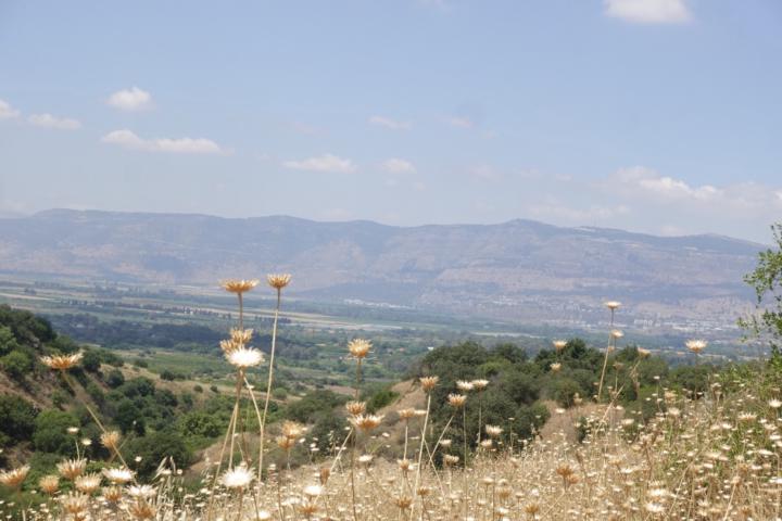 אביב ילינק מינדלין