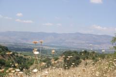 אביב ילינק מינדלין