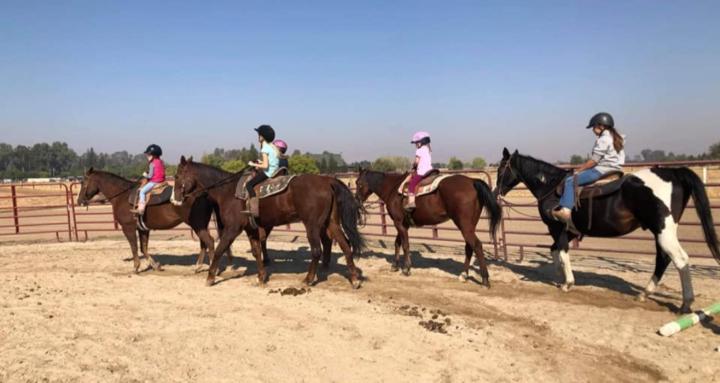 Horses, Horses, and Horses 