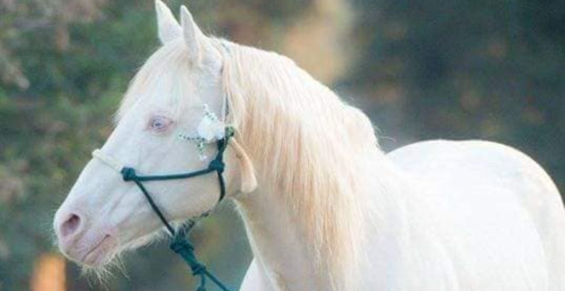 How to sell your horse