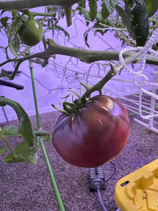 No better feeling that seeing this!🍅