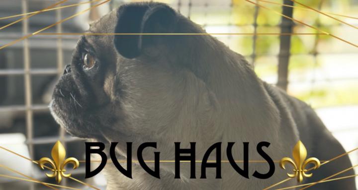 ⚜️BUG HAUS⚜️