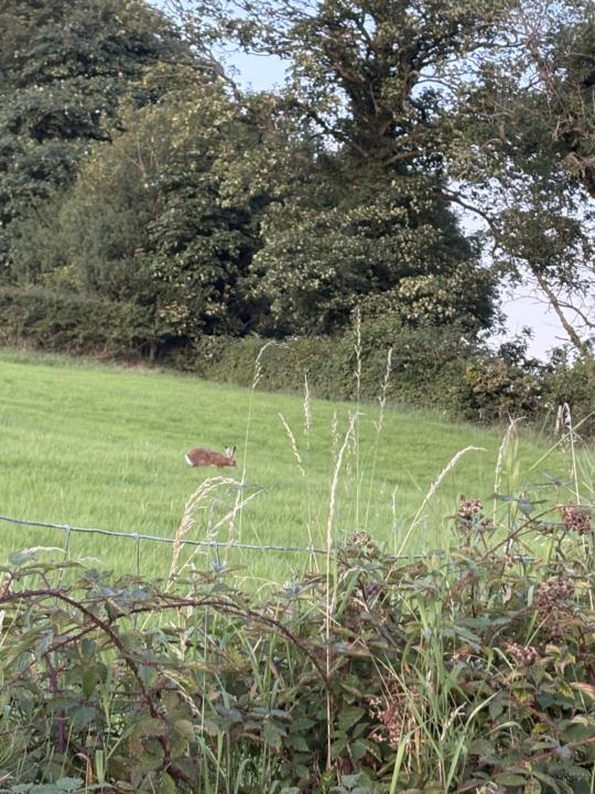 Animal sightings