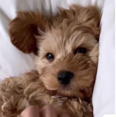 Nadja Nygaard Kristensen