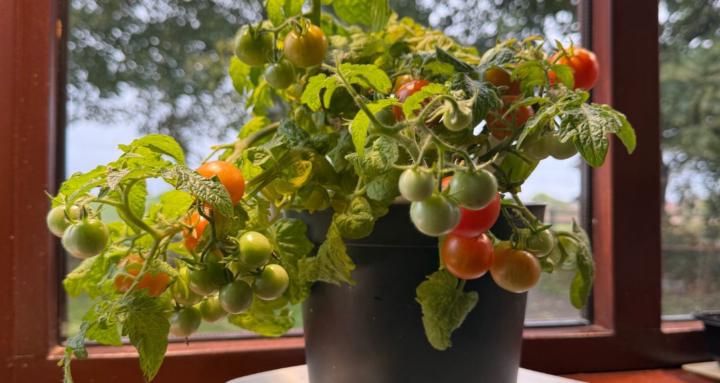 Ready to Grow Plants.co.uk