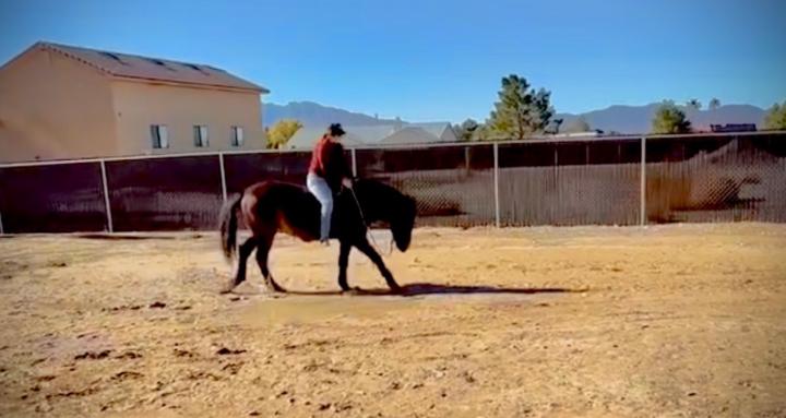 Triple A Equine services