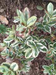 Alejandro Llaría Elizondo