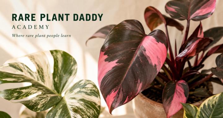 Rare Plant Daddy Academy 