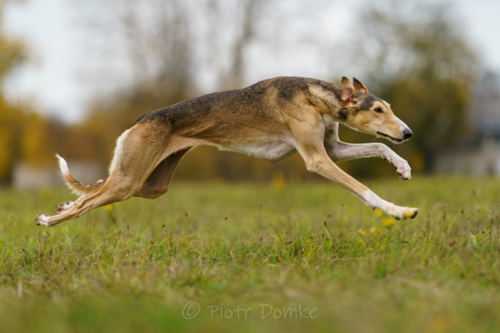 Uncatchable:  The Secret Behind Noodles’ Speed —  Double-Suspension Gallop