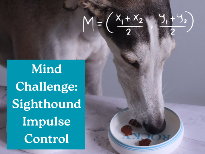 Mind Challenge for Sighthounds—Let’s Train Their Brains