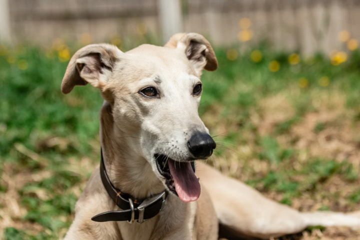 Does your dog yawn after you?