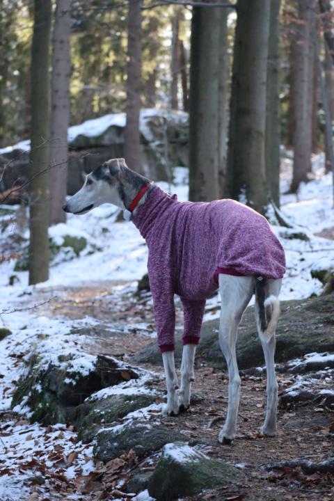 What breed is your sighthound, and how well do they tolerate the cold?