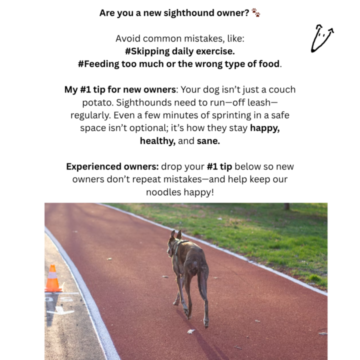 What's your number 1 tip for new sighthound owners?