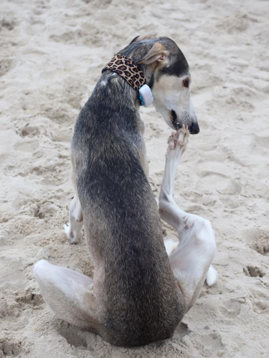 it’s photo time! Let’s start the new week with smiles — share your funniest sighthound photos below