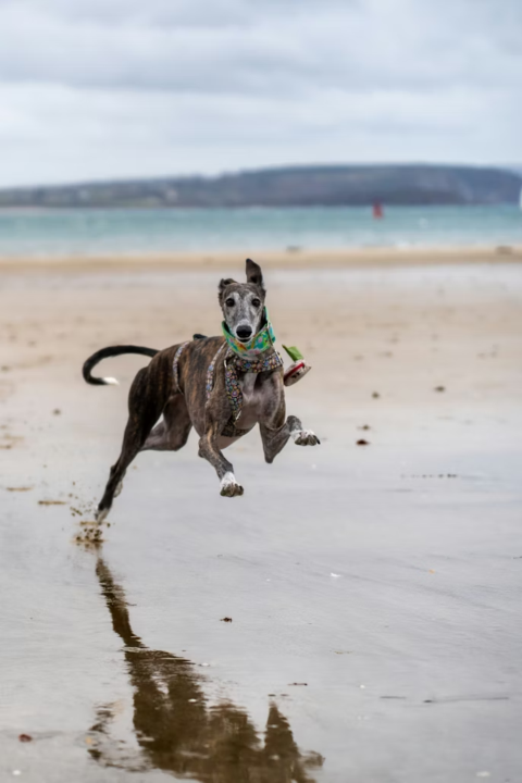 Sighthounds are  not lazy, they are energy - efficient
