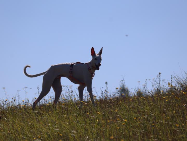 Sighthounds and Small Dogs: Why They Can Co-Exist / HOW