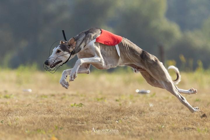 Prey Drive Explained ~ For First-Time Sighthound Owners