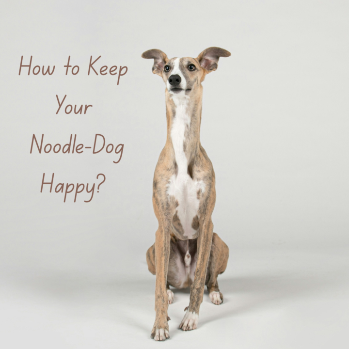 How to keep a sighthound happy :) (basics)