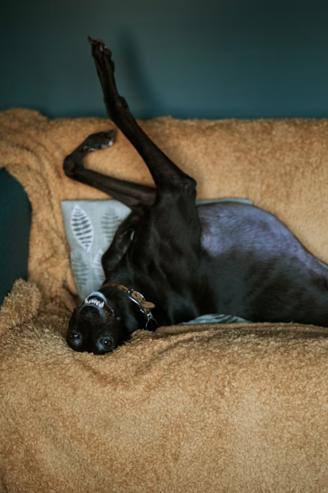 Why do sighthounds roach? Your sighthound isn’t being dramatic…