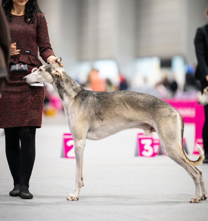 Hello, does anyone here participate in dog shows?