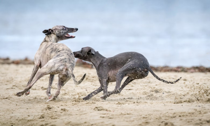 One sighthound or multiple sighthounds? 