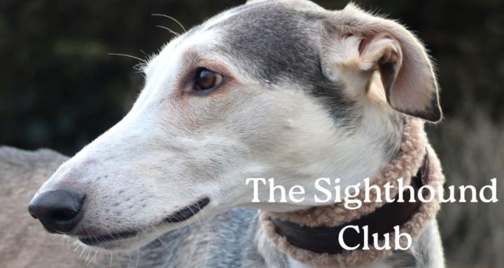 The Sighthound Club