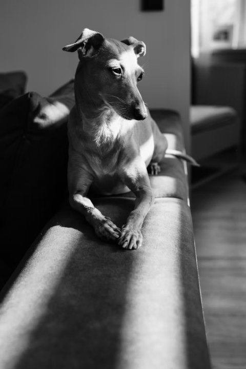 Why Sitting Is Mechanically Challenging for Sighthounds