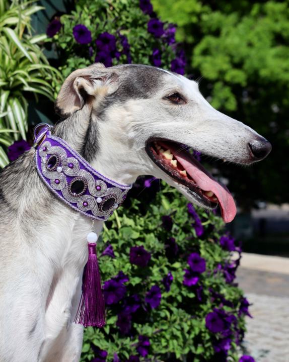 Why Do Sighthounds Behave Like Aristocrats?