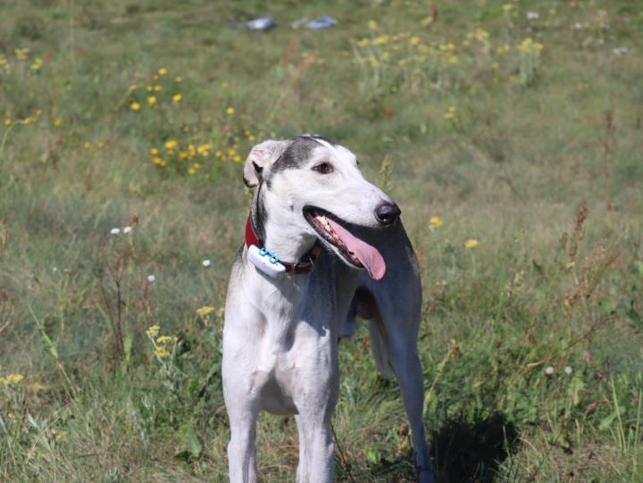 Does your noodle-dog come back when you call?