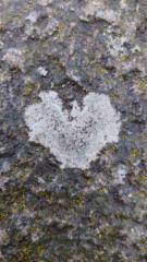 Malin Alsing Johansson