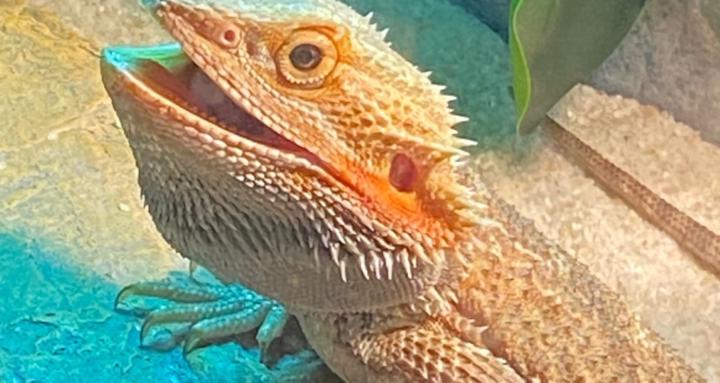 How to make a coffee