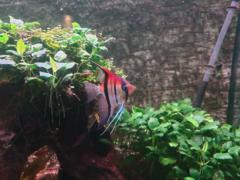 Konstanze Vierheilig