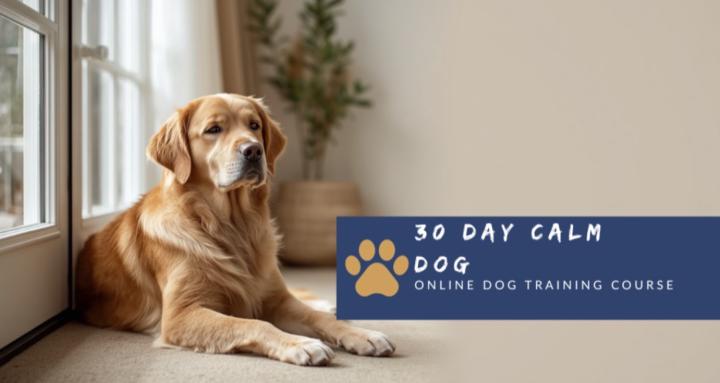 Calm Dog Academy