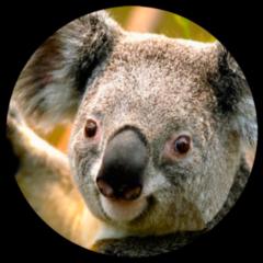 Koala Student Public Labs