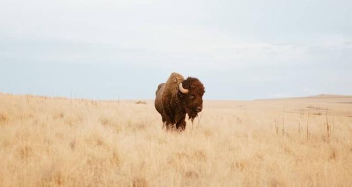 Ubuntu Lacrosse Training Club