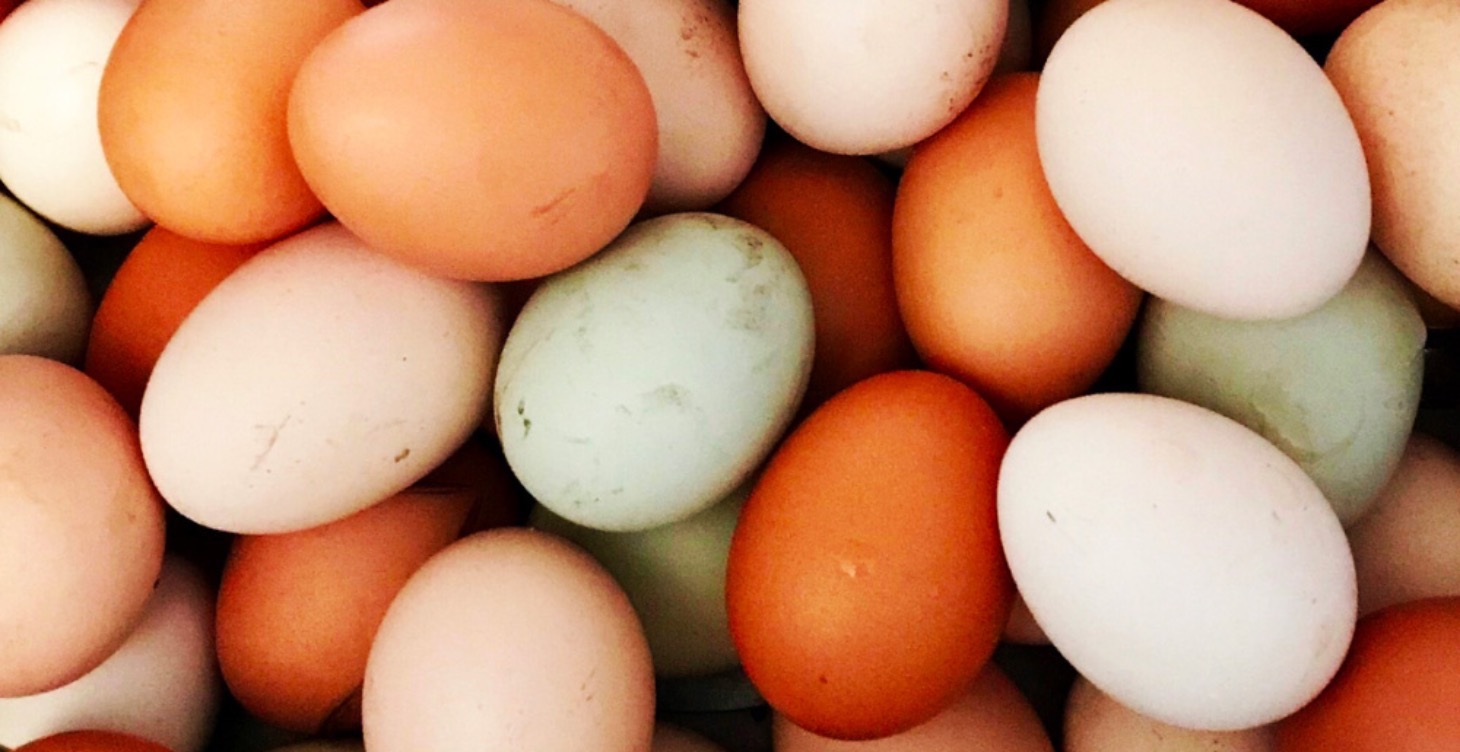 The most Eggcelent Course Ever