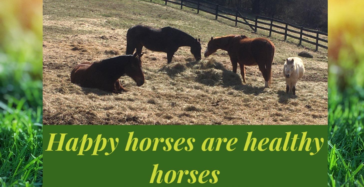 Horse Ethology for the Thinking Rider