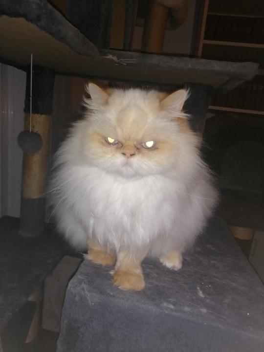 Roxanne Lord Provost