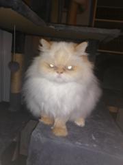 Roxanne Lord Provost