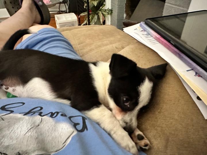 Barbara Whitescarver